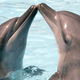 Illustration for article titled Hawaii's Dolphins Can't Get Any Sleep Because of Tourists